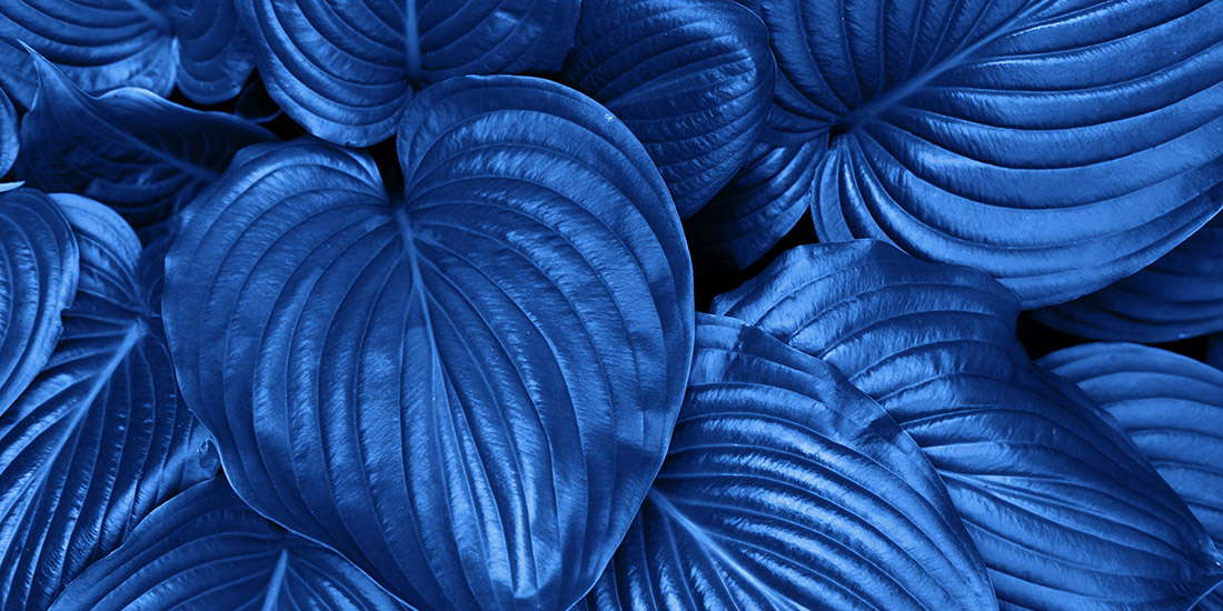Stormblad Classic Blue Classic Blue Stormblad